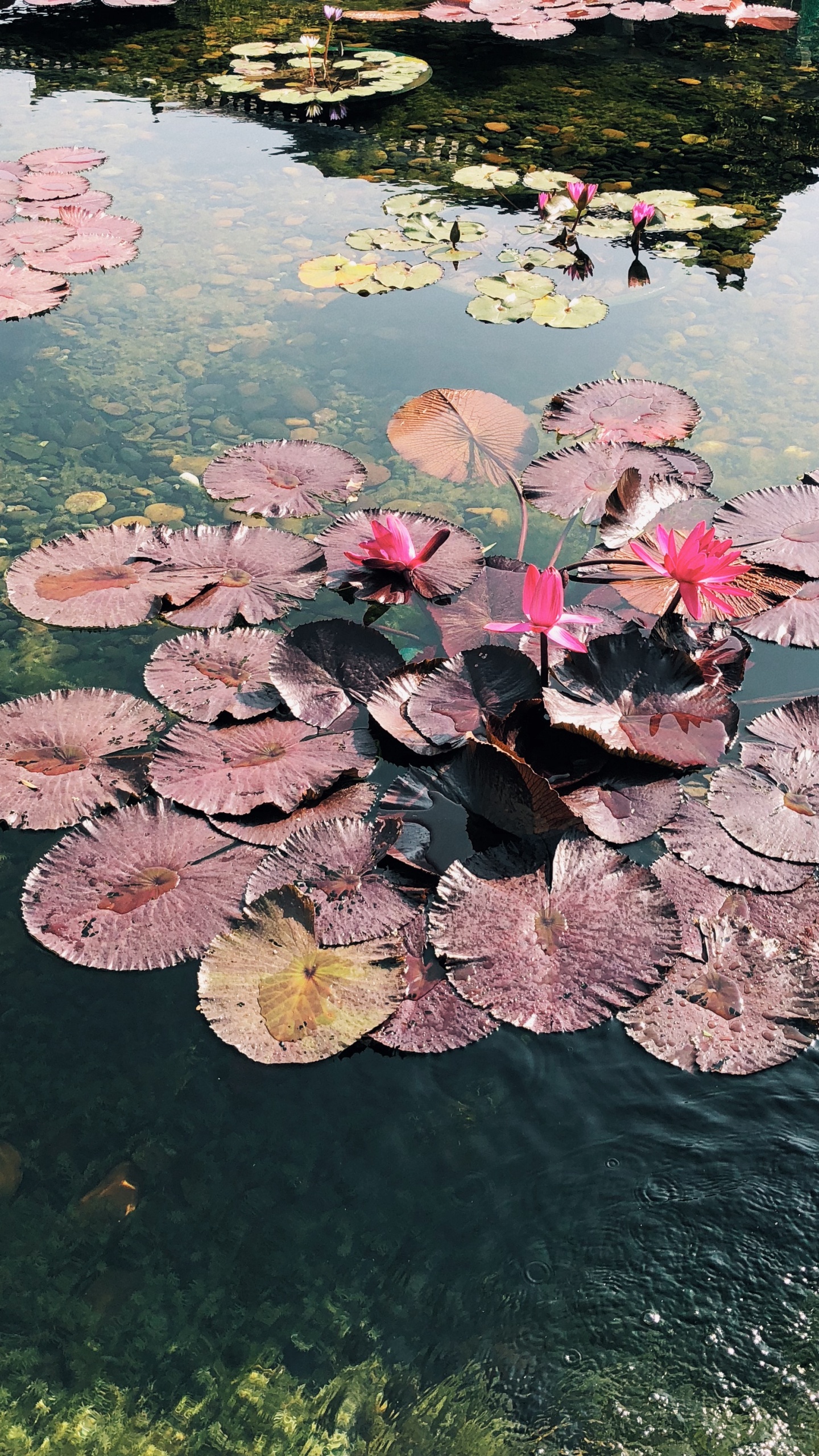 Sciences, Corps de L'eau, Les Ressources en Eau, Eau, Étang. Wallpaper in 1440x2560 Resolution