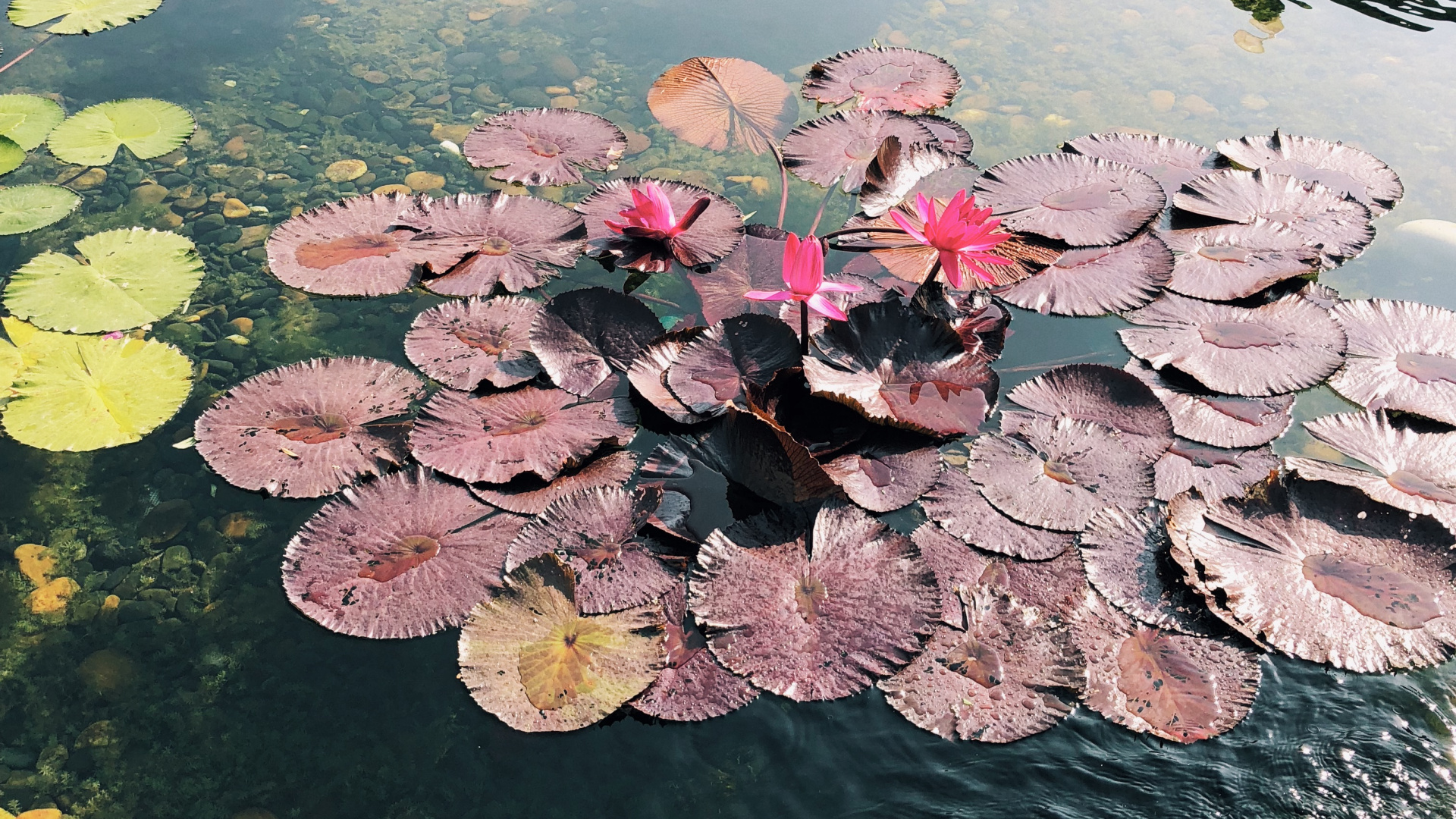 Wissenschaft, Gewässer, Wasserressourcen, Wasser, Teich. Wallpaper in 1920x1080 Resolution