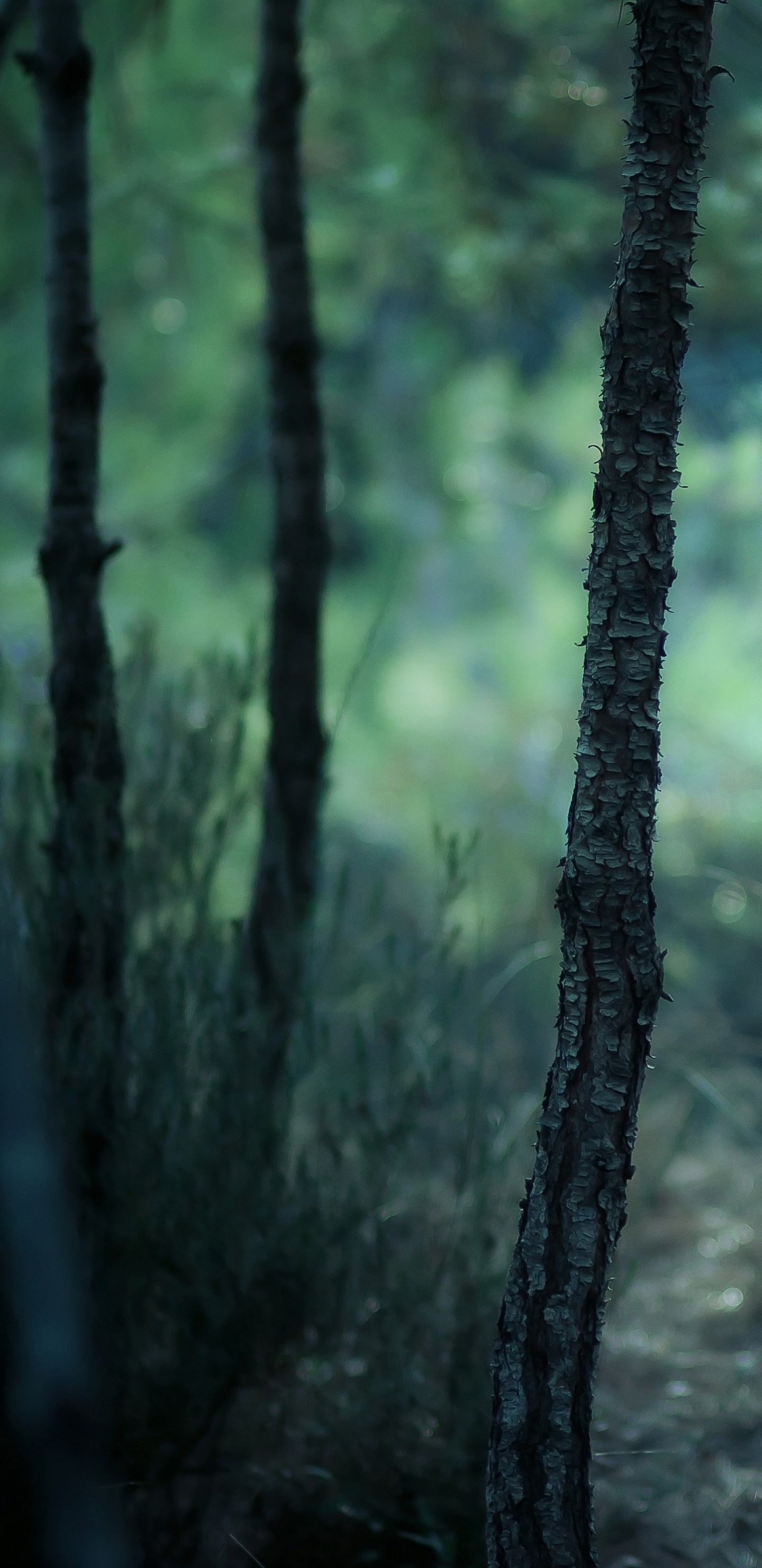 Tagsüber Grüne Bäume im Wald. Wallpaper in 1440x2960 Resolution