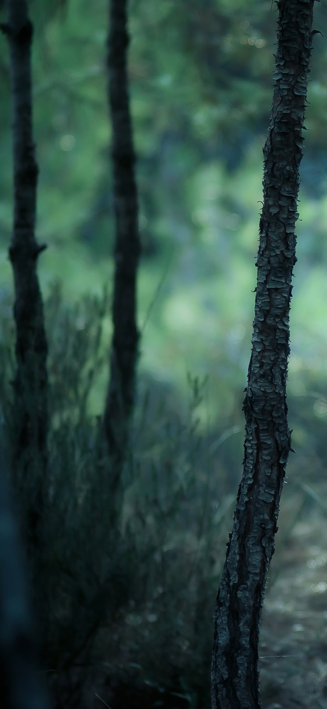 Green Trees on Forest During Daytime. Wallpaper in 1125x2436 Resolution