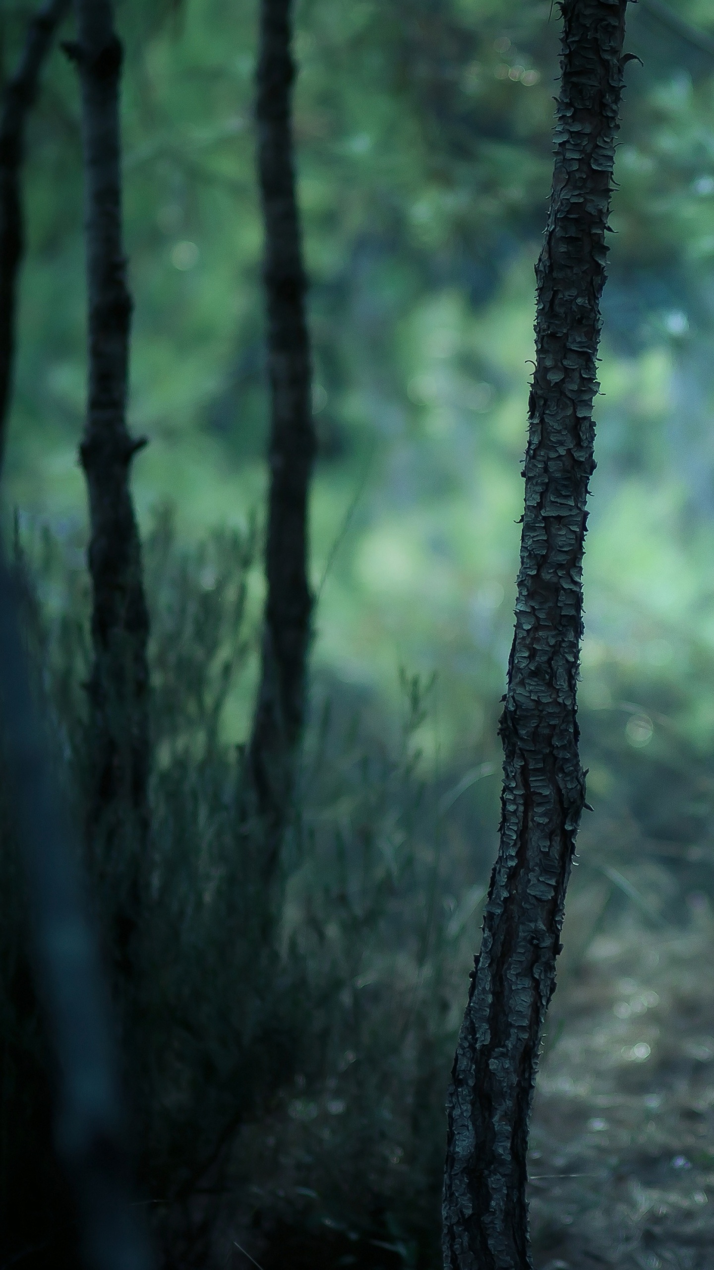 Green Trees on Forest During Daytime. Wallpaper in 1440x2560 Resolution