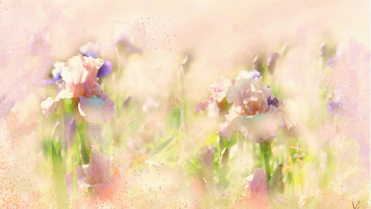 Pétales de Fleurs Blanches et Violettes. Wallpaper in 1280x720 Resolution