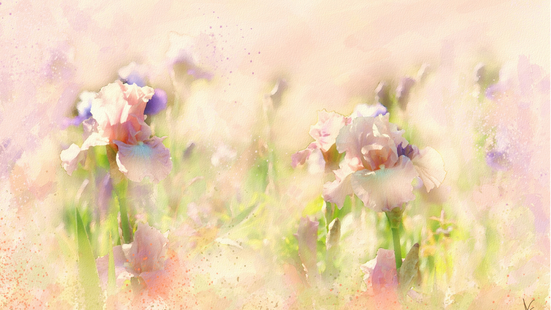 Pétales de Fleurs Blanches et Violettes. Wallpaper in 1920x1080 Resolution