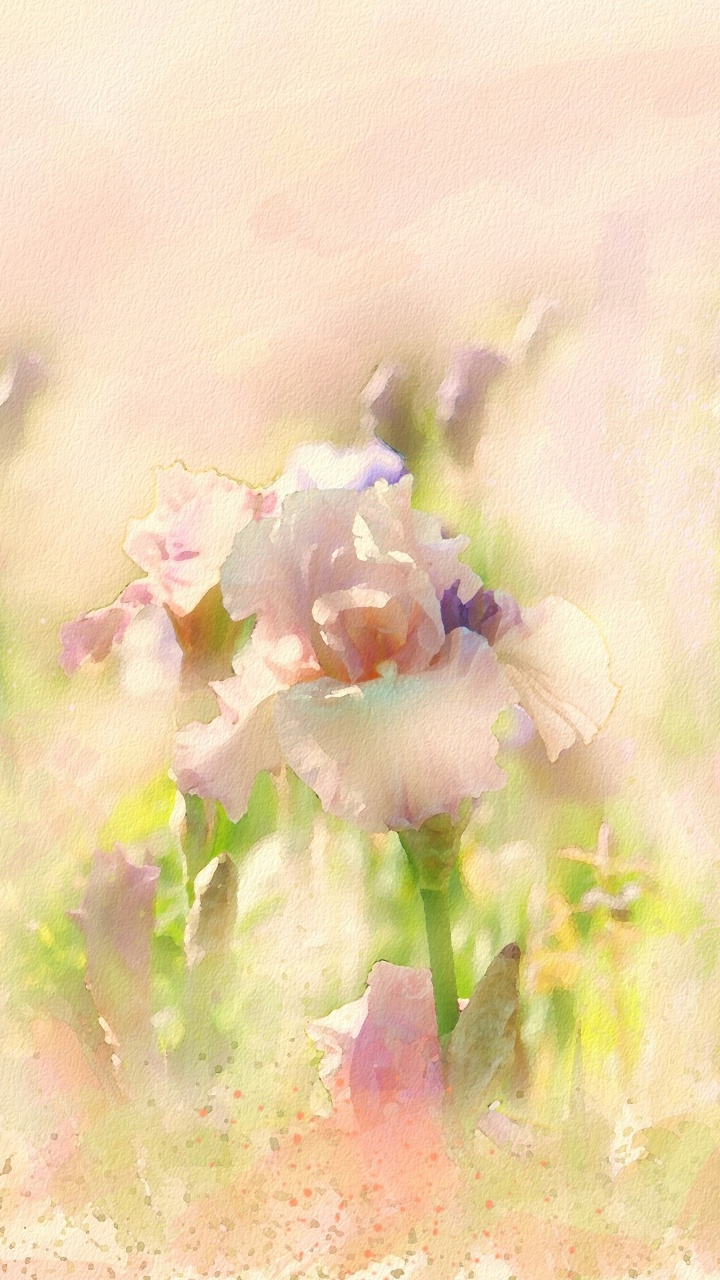 Pétales de Fleurs Blanches et Violettes. Wallpaper in 720x1280 Resolution