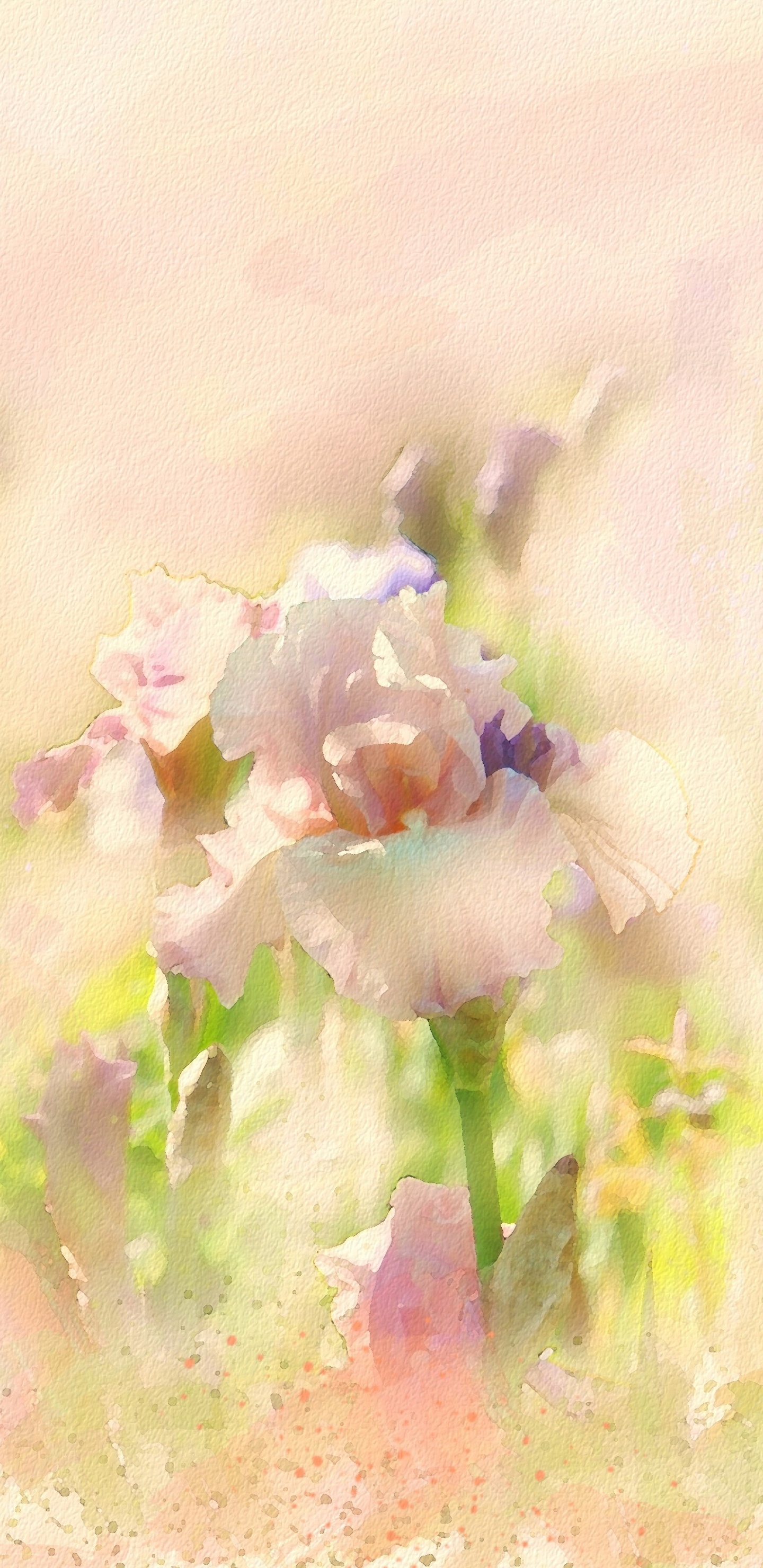 Weiße Und Violette Blütenblätter. Wallpaper in 1440x2960 Resolution