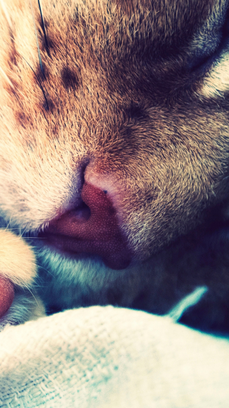 Brown Tabby Cat Lying on White Textile. Wallpaper in 750x1334 Resolution