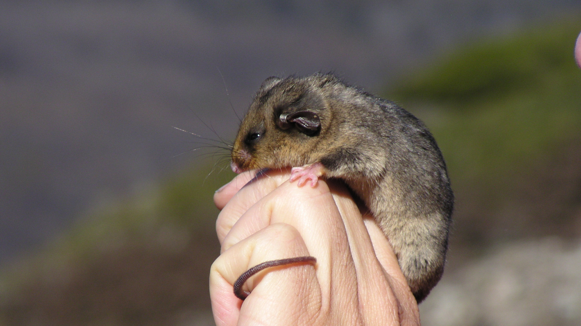 Roedor Marrón y Gris en la Mano de Las Personas. Wallpaper in 1920x1080 Resolution