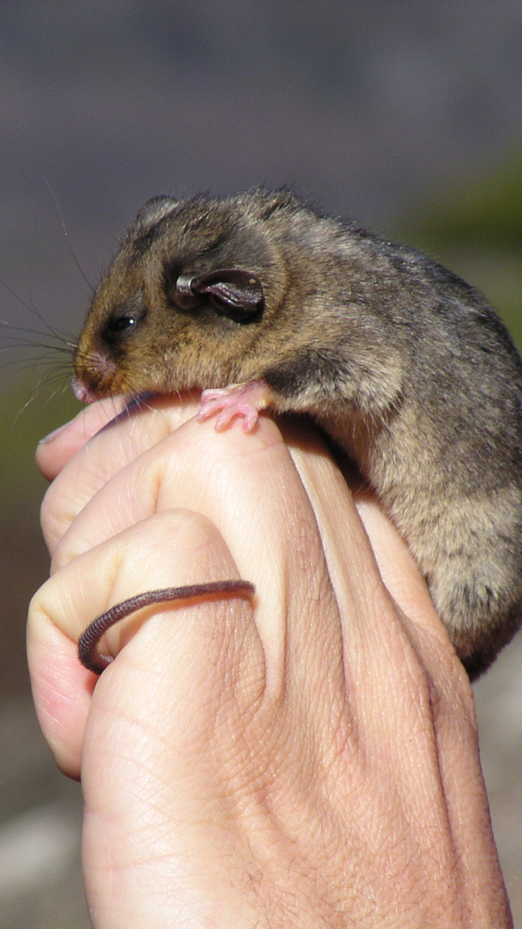 濒临灭绝的物种, 啮齿动物, 睡鼠, 陆地动物, 松鼠 壁纸 750x1334 允许