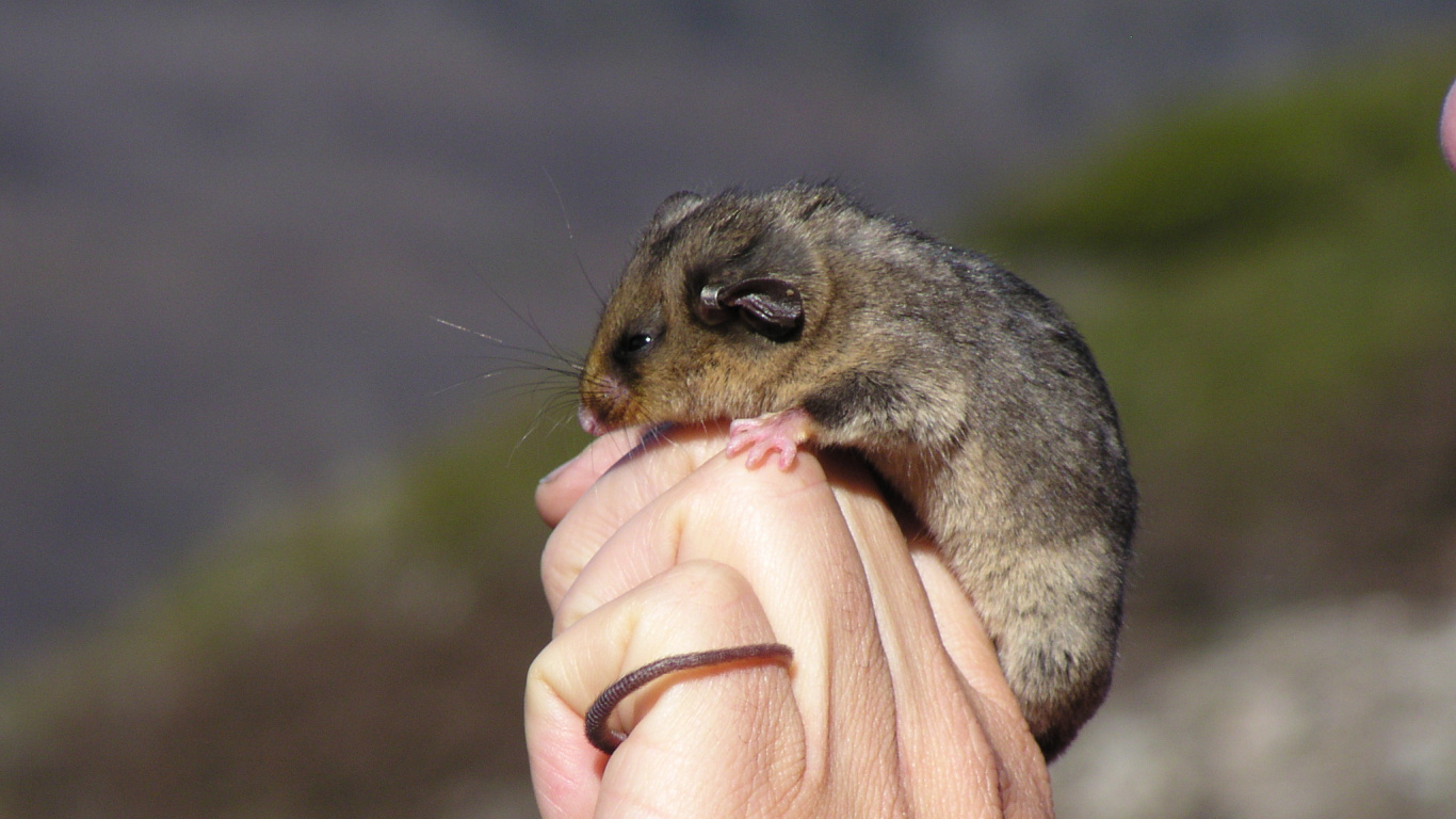 Brown and Gray Rodent on Persons Hand. Wallpaper in 1366x768 Resolution