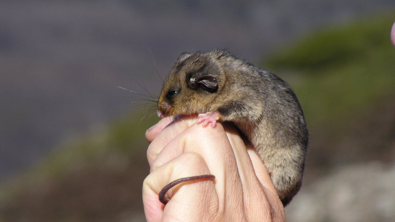 Braunes Und Graues Nagetier an Der Hand Der Person. Wallpaper in 1280x720 Resolution