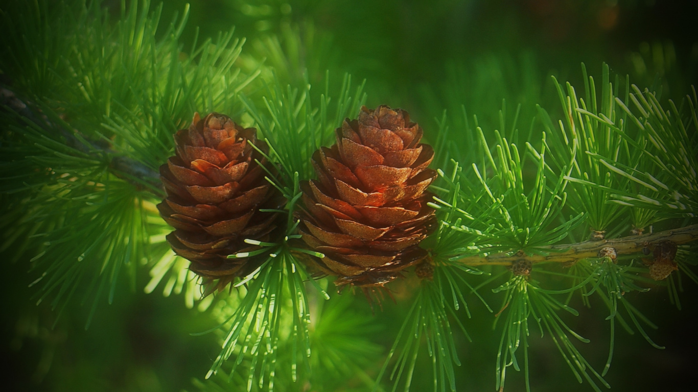 Brown Pine Cone on Green Grass. Wallpaper in 1366x768 Resolution