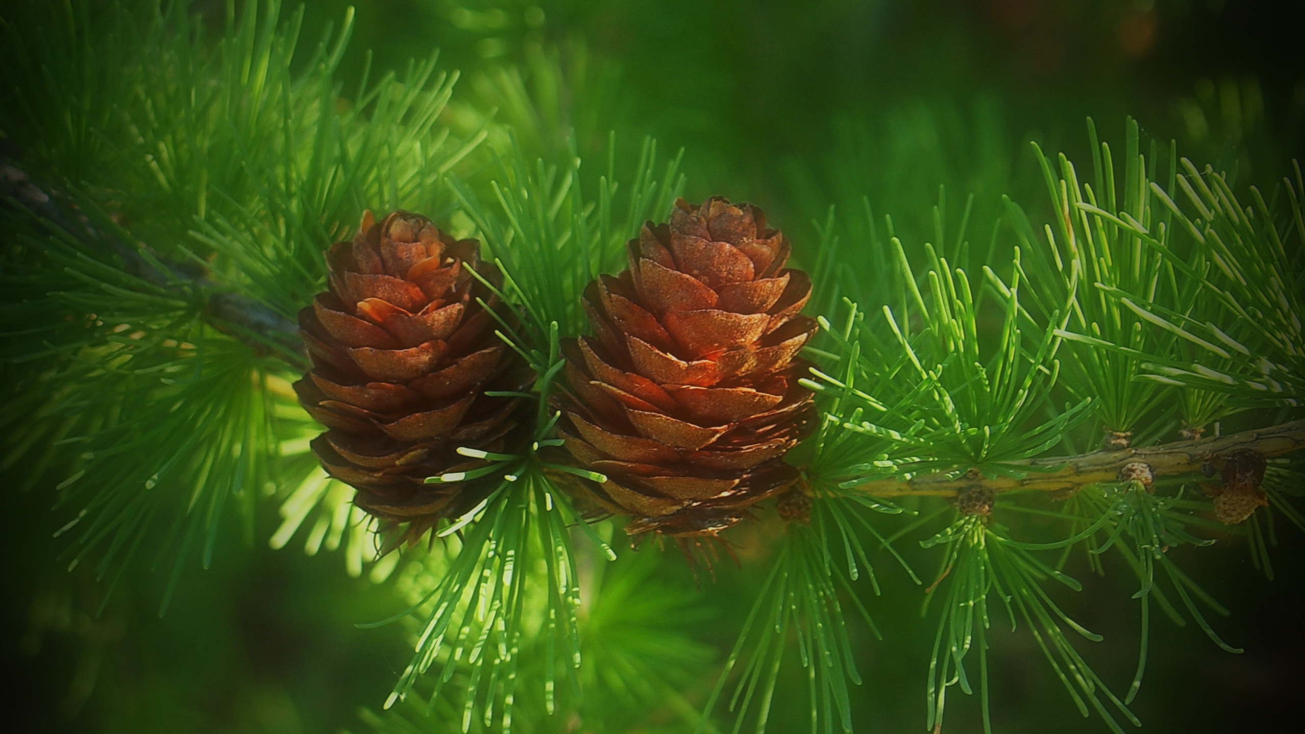 Brown Pine Cone on Green Grass. Wallpaper in 2560x1440 Resolution