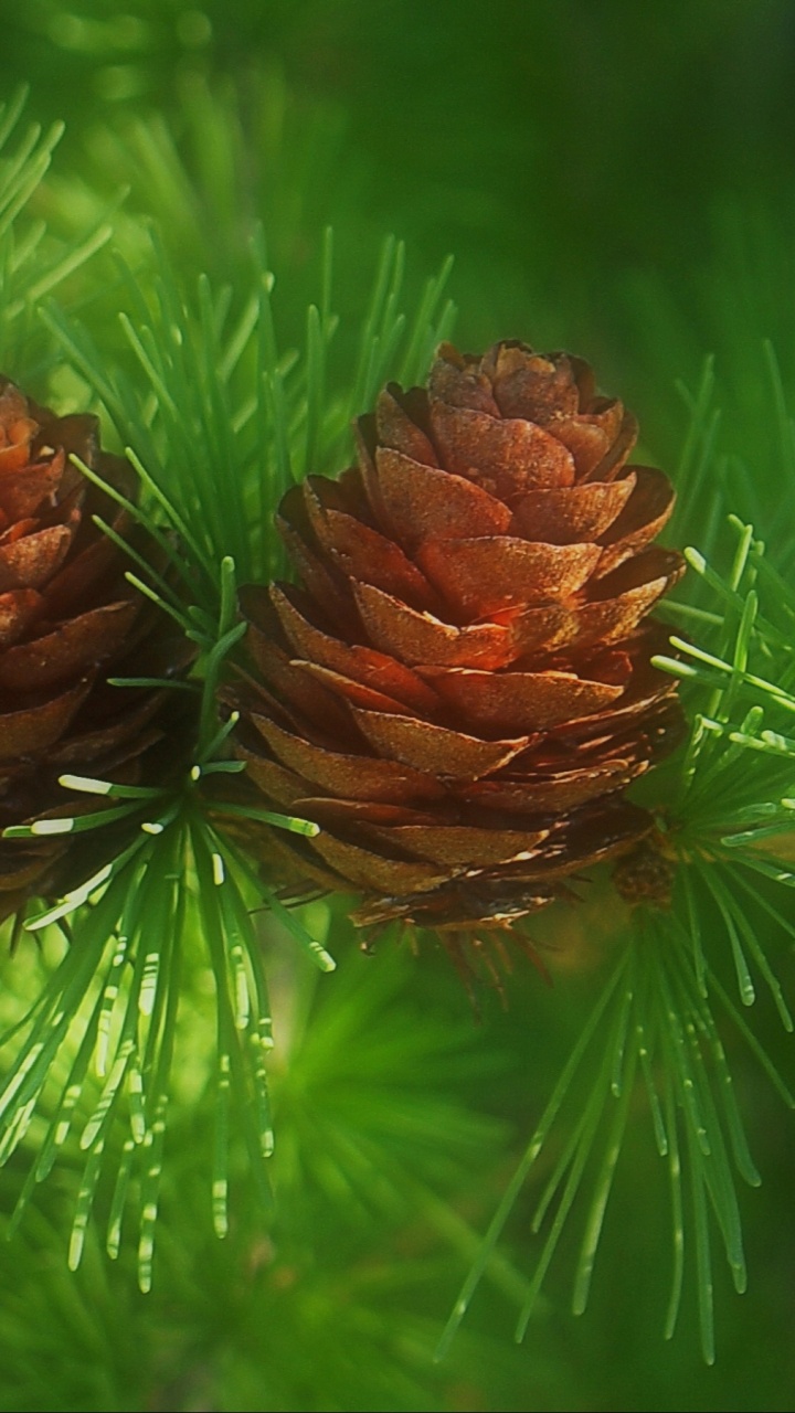 Brown Pine Cone on Green Grass. Wallpaper in 720x1280 Resolution