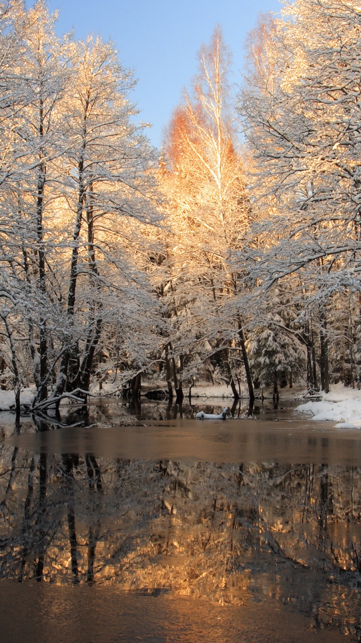 Arbres Bruns Près de la Rivière Pendant la Journée. Wallpaper in 720x1280 Resolution