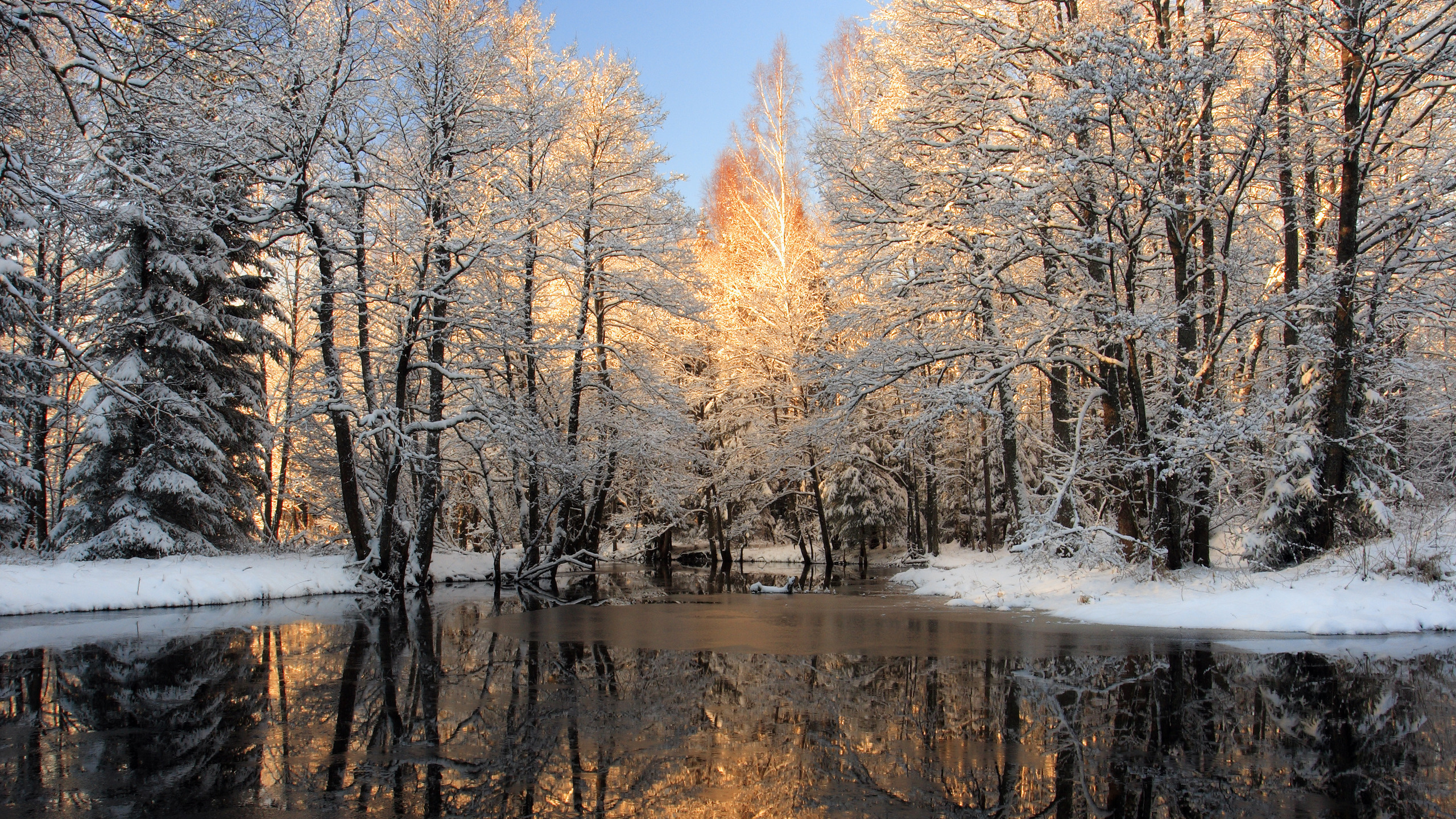 Brown Trees Near River During Daytime. Wallpaper in 2560x1440 Resolution