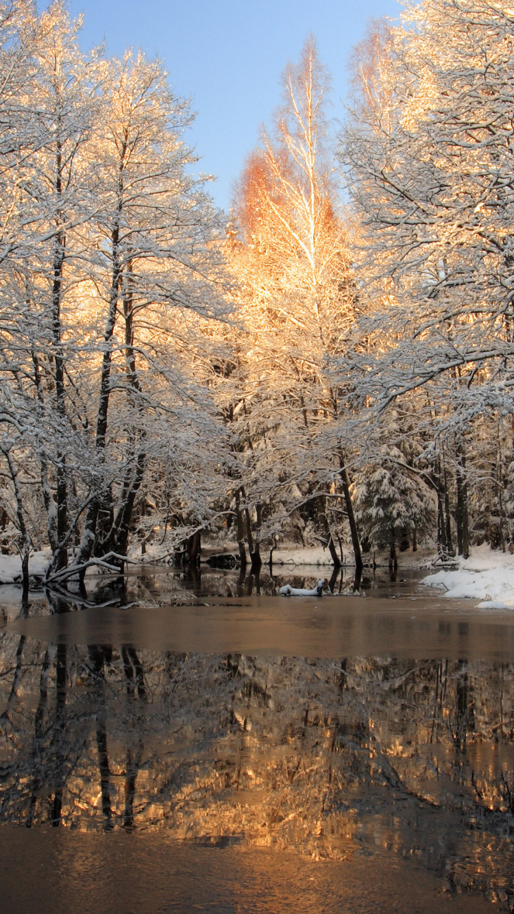 Brown Trees Near River During Daytime. Wallpaper in 750x1334 Resolution