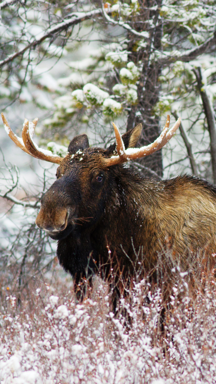 Animal Marrón y Negro Sobre la Hierba Verde Durante el Día. Wallpaper in 750x1334 Resolution