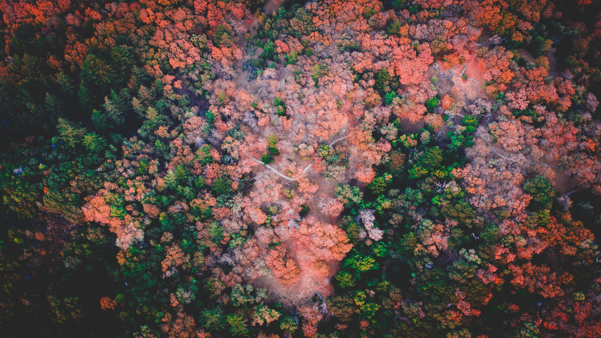 Himmel, Brown, Blatt, Video, Baum. Wallpaper in 1920x1080 Resolution