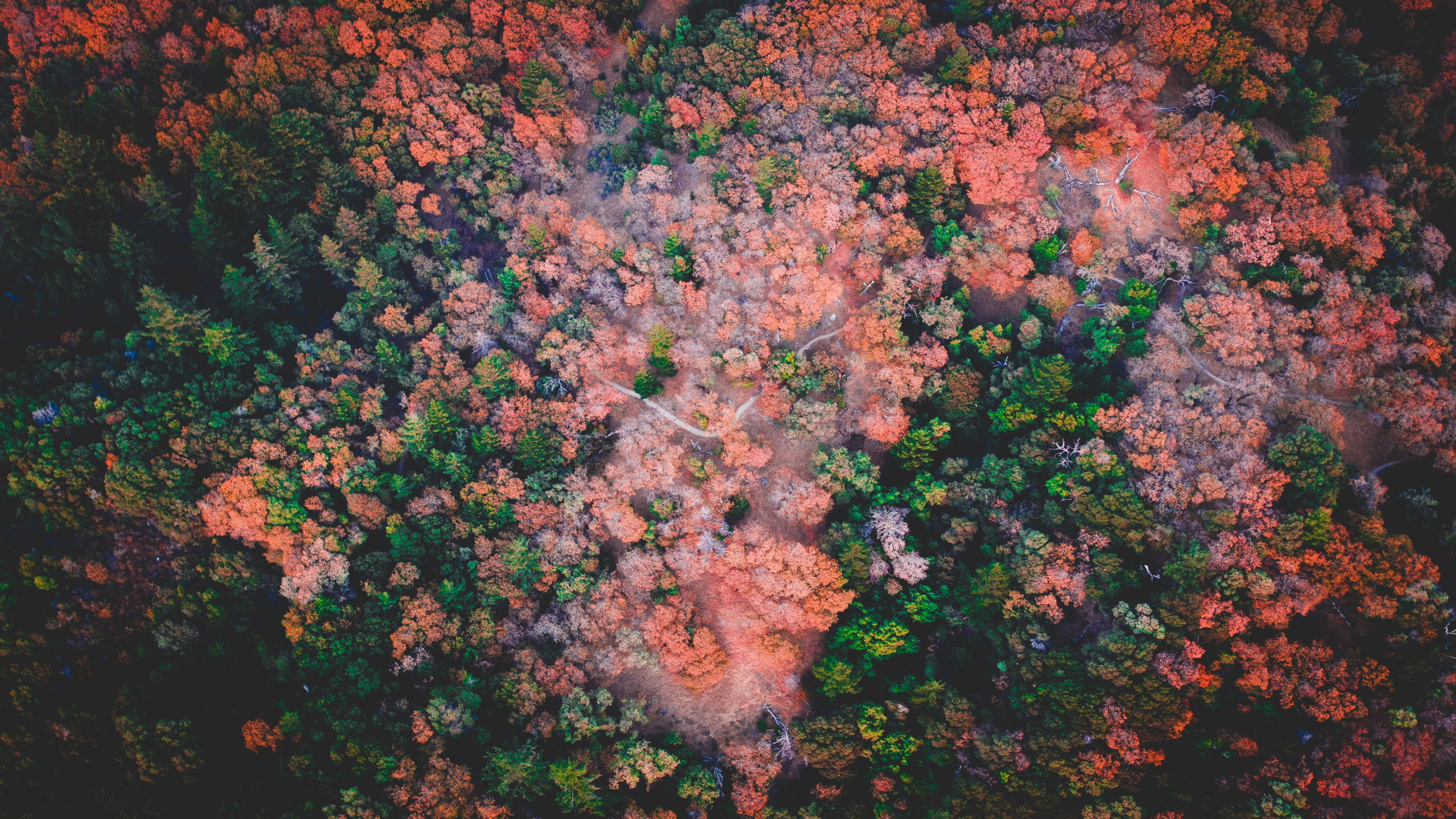 Himmel, Brown, Blatt, Video, Baum. Wallpaper in 2560x1440 Resolution