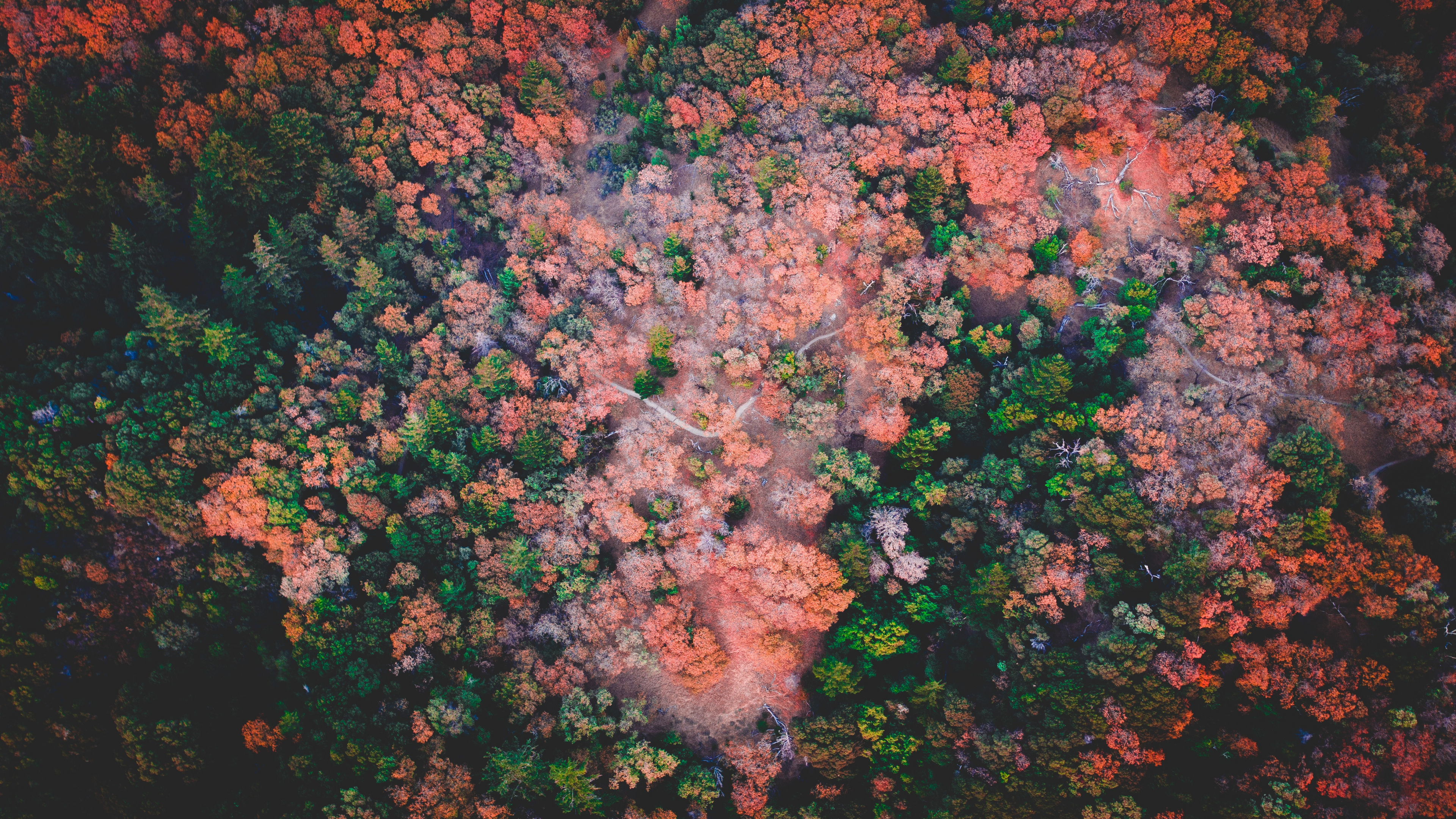 Sky, Brown, Leaf, Lil Bebe, Red. Wallpaper in 3840x2160 Resolution