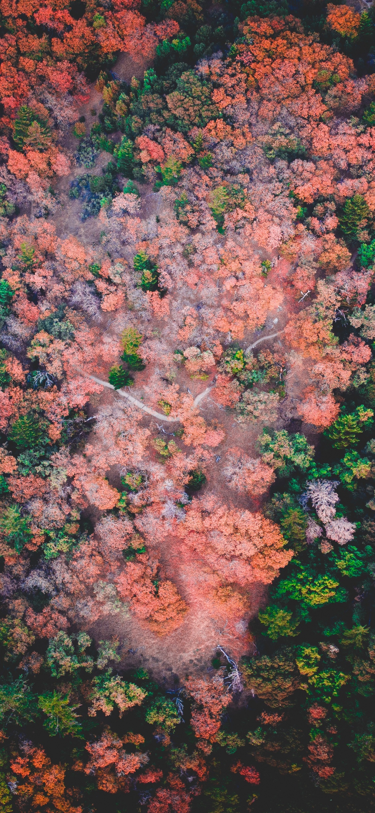天空, 棕色, 红色的, 歌词, 分形技术 壁纸 1242x2688 允许