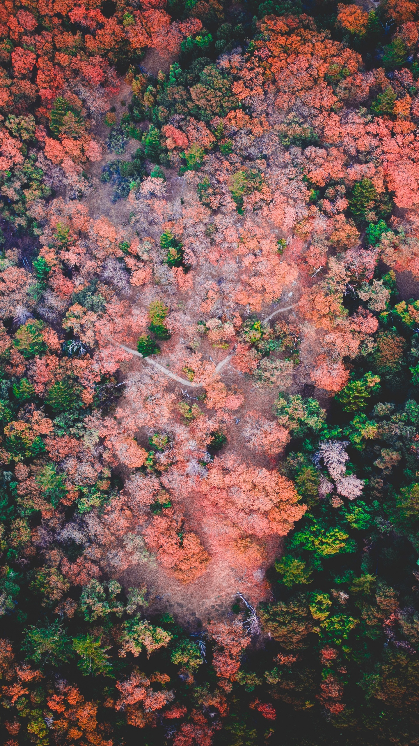 天空, 棕色, 红色的, 歌词, 分形技术 壁纸 1440x2560 允许