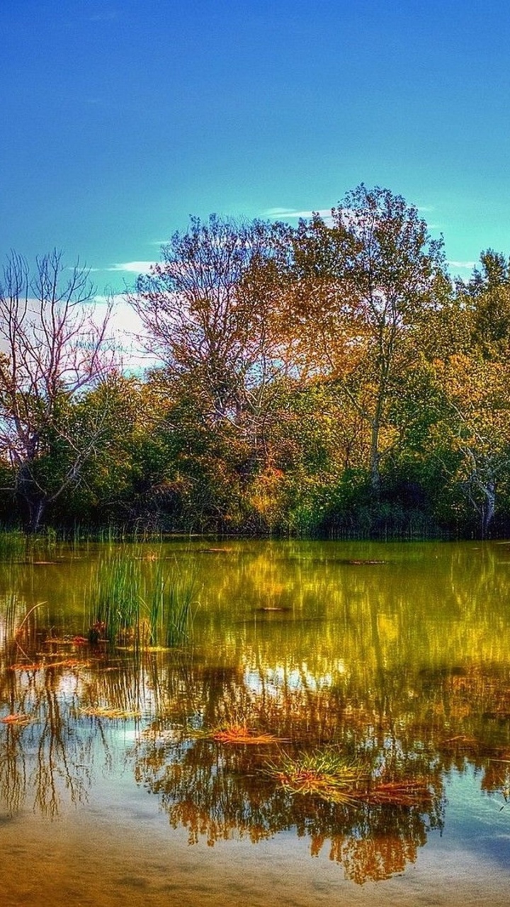 Green and Brown Trees Beside River Under Blue Sky During Daytime. Wallpaper in 720x1280 Resolution