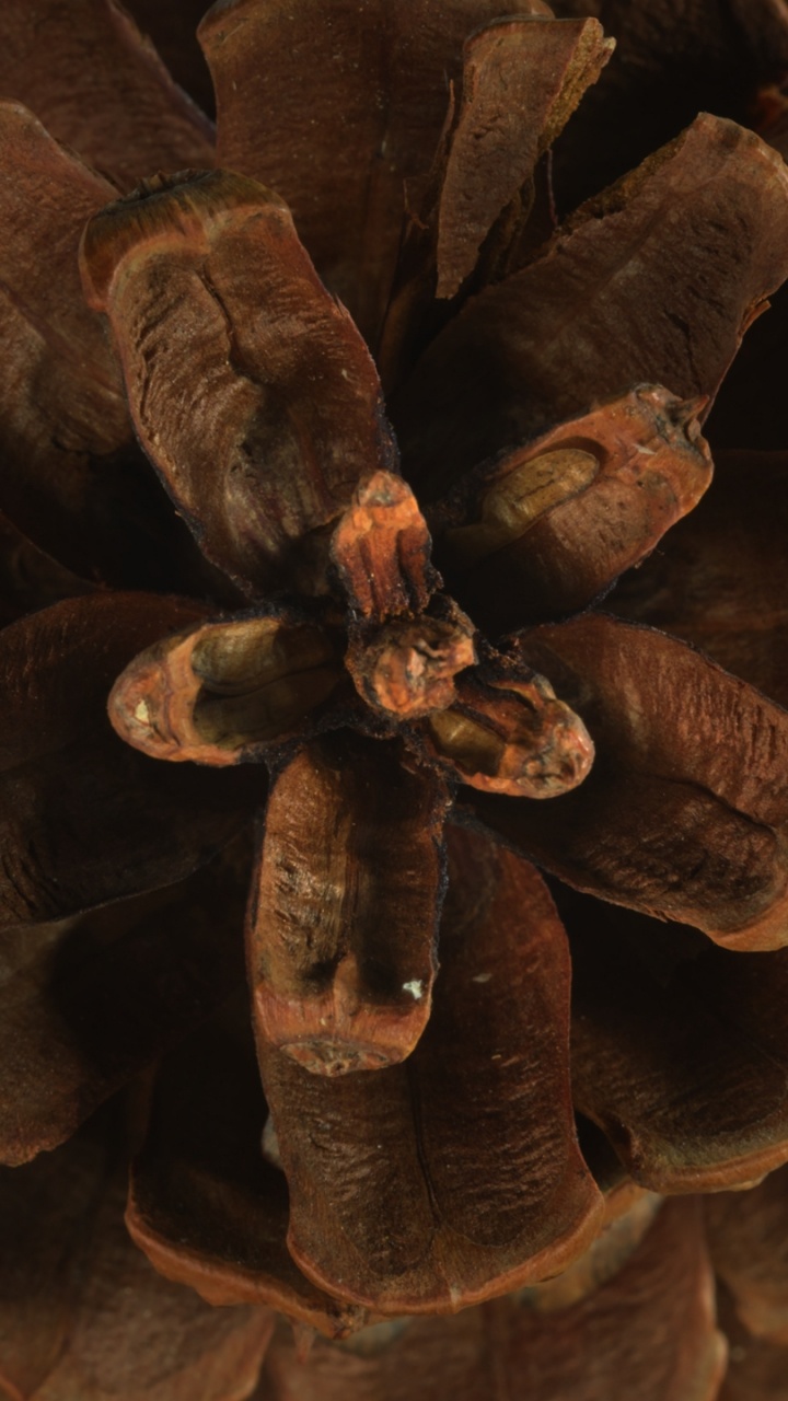 Flora, Brown, Plant, Natural Material, Wood. Wallpaper in 720x1280 Resolution