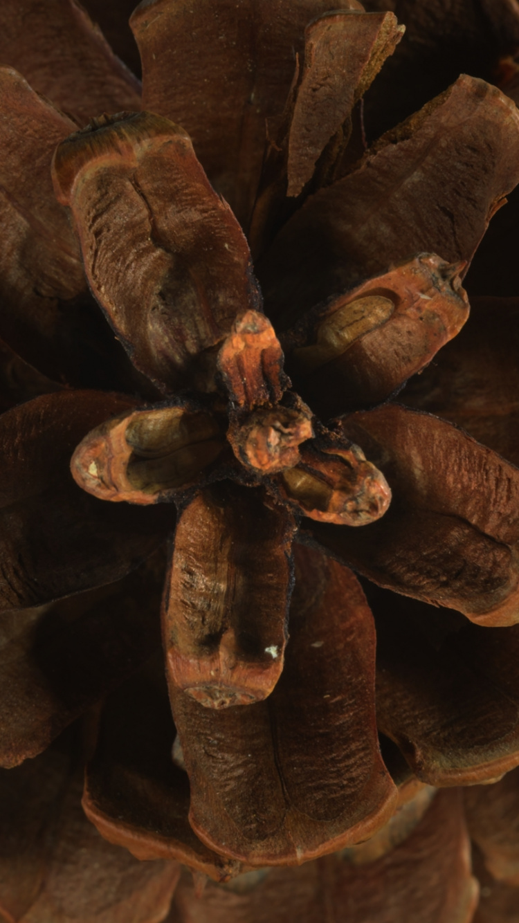 Flora, Brown, Plant, Natural Material, Wood. Wallpaper in 750x1334 Resolution