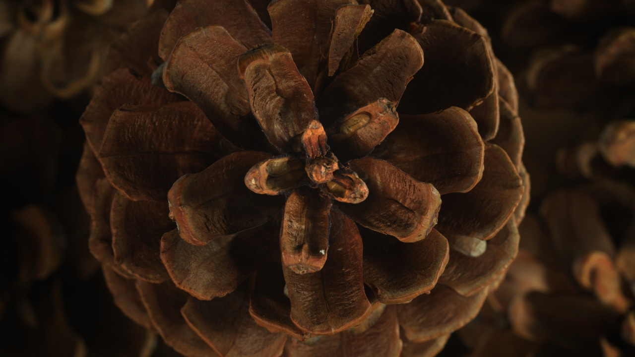 Flore, Brown, Matière Naturelle, Conifère à Cône, de Teintes et de Nuances. Wallpaper in 1280x720 Resolution