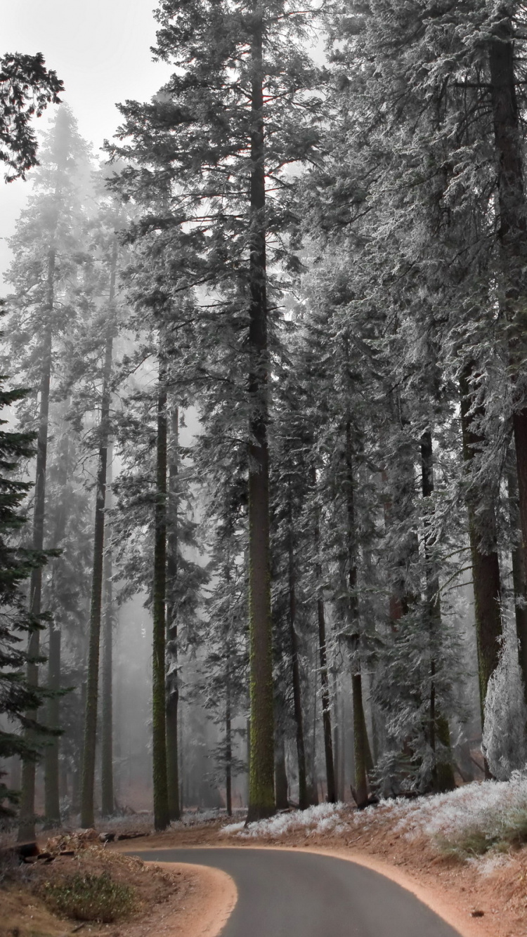 Brauner Feldweg Zwischen Bäumen, Die Tagsüber Mit Schnee Bedeckt Sind. Wallpaper in 750x1334 Resolution