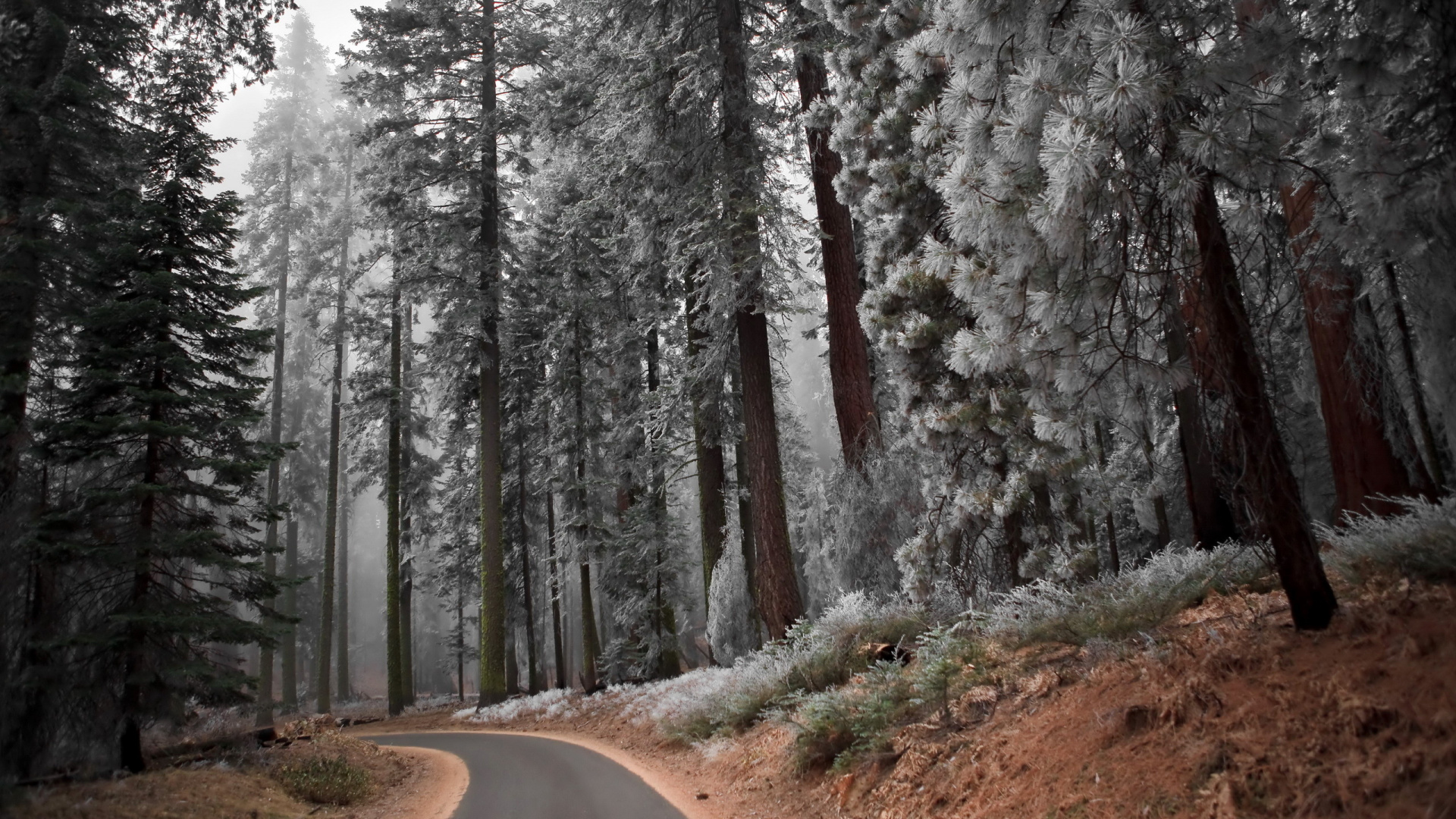 Chemin de Terre Brun Entre Les Arbres Couverts de Neige Pendant la Journée. Wallpaper in 1920x1080 Resolution
