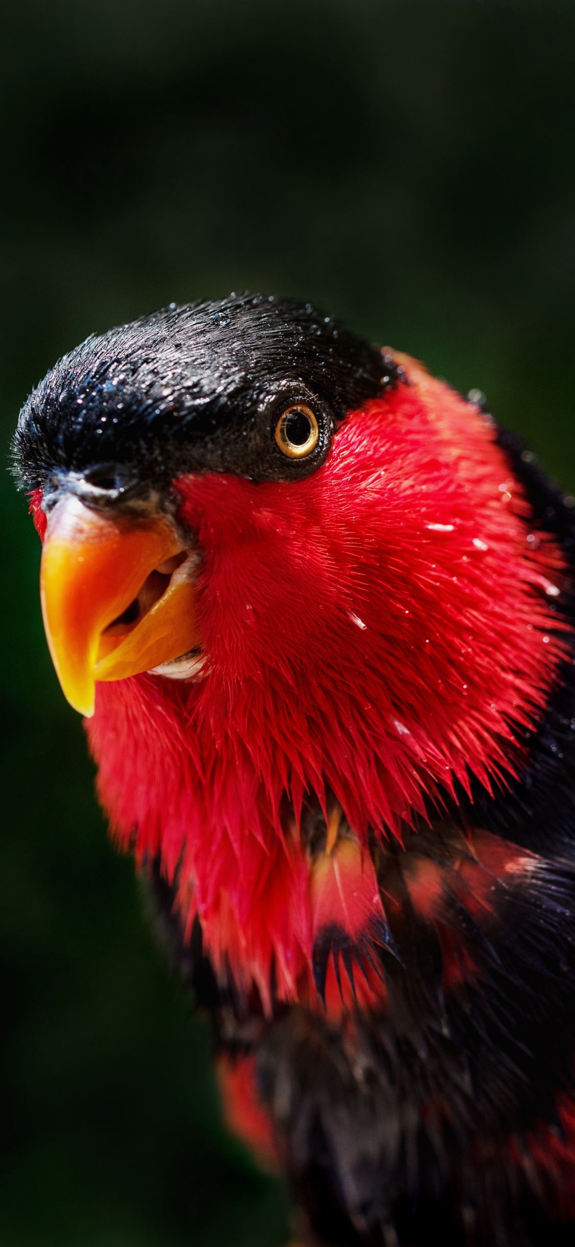 Red Yellow and Black Bird. Wallpaper in 1125x2436 Resolution