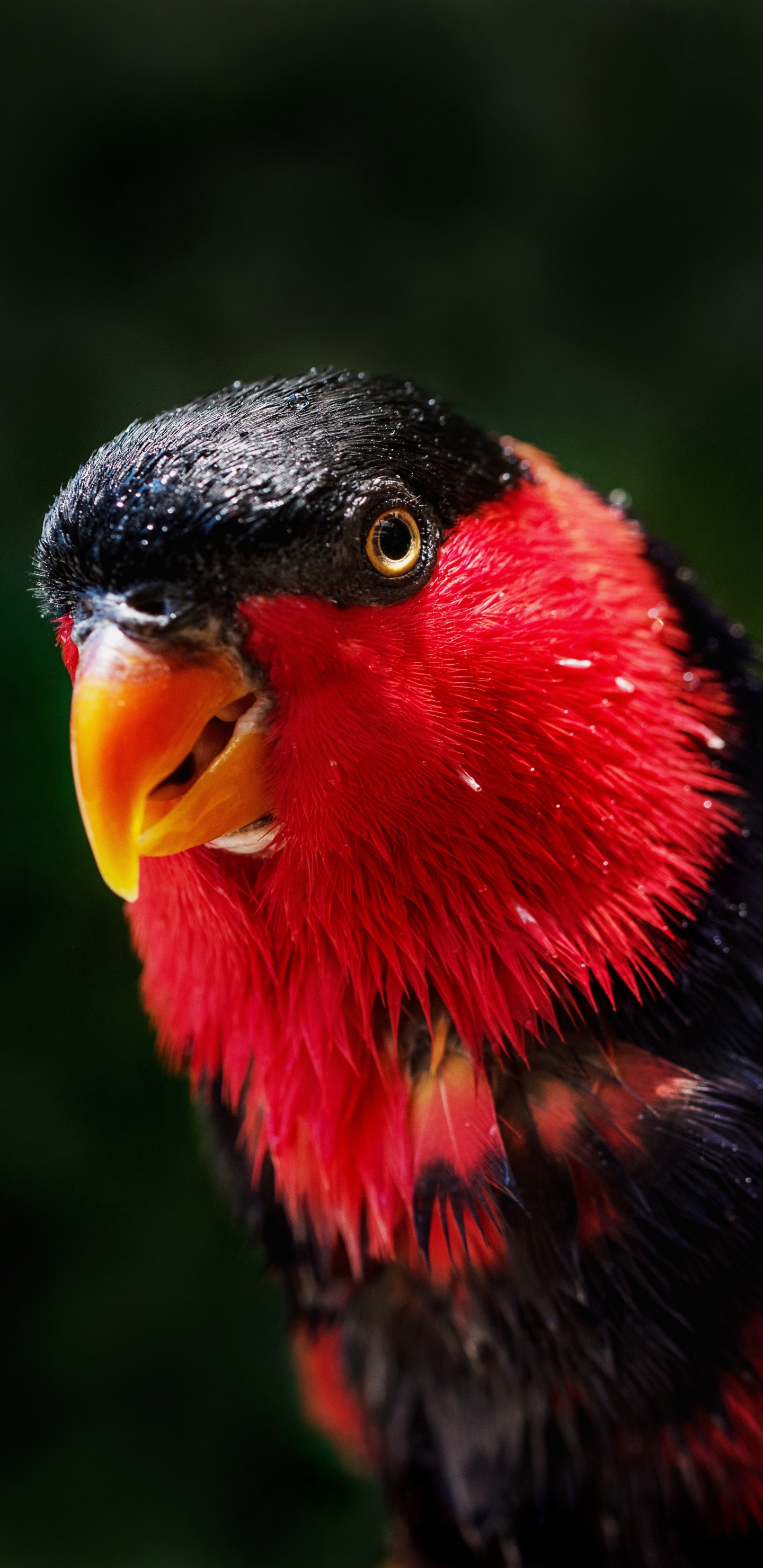 Red Yellow and Black Bird. Wallpaper in 1440x2960 Resolution
