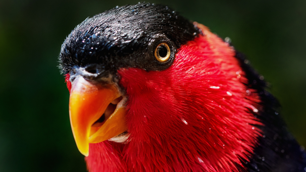 Oiseau Rouge Jaune et Noir. Wallpaper in 1280x720 Resolution