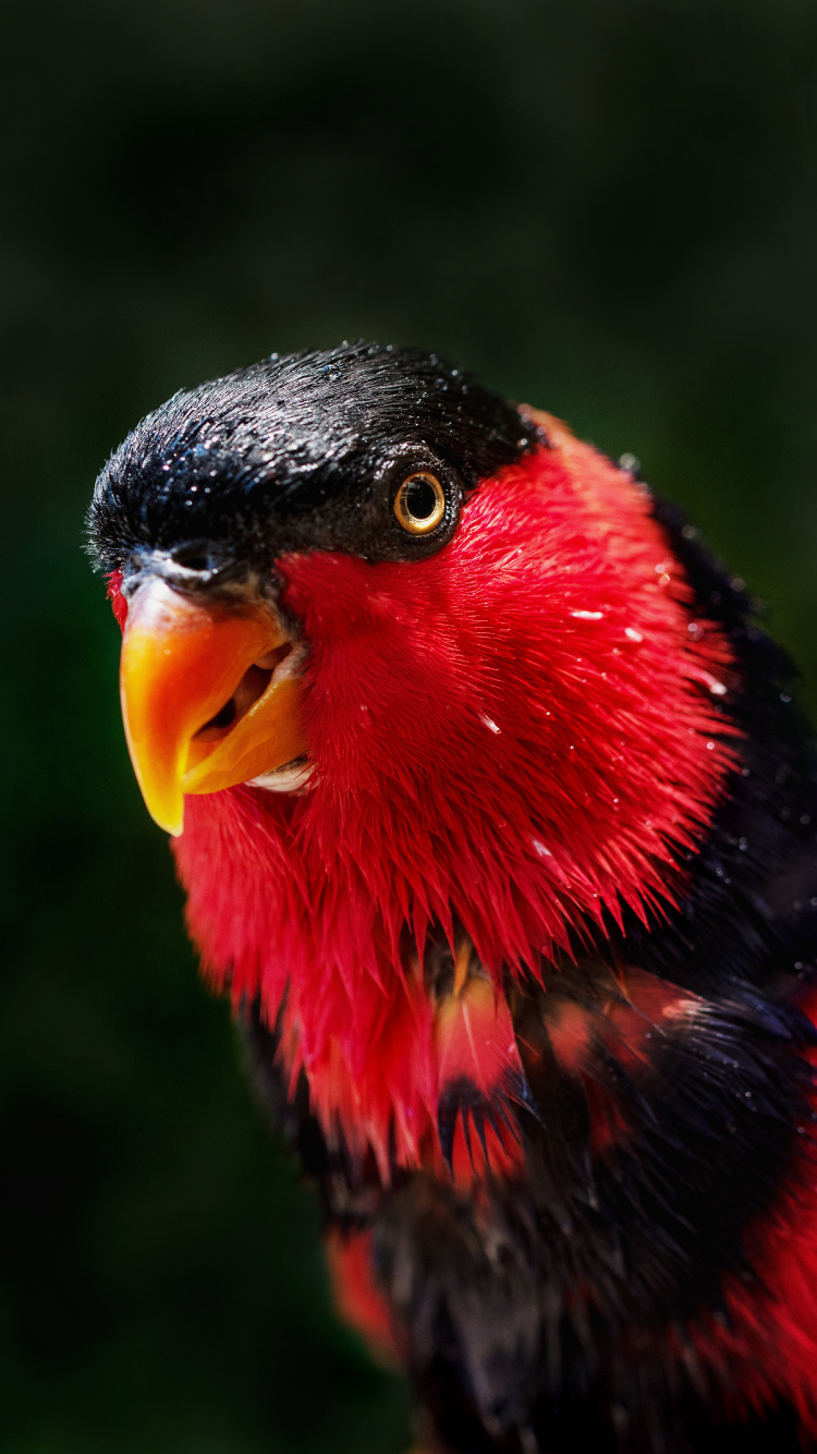 Oiseau Rouge Jaune et Noir. Wallpaper in 750x1334 Resolution