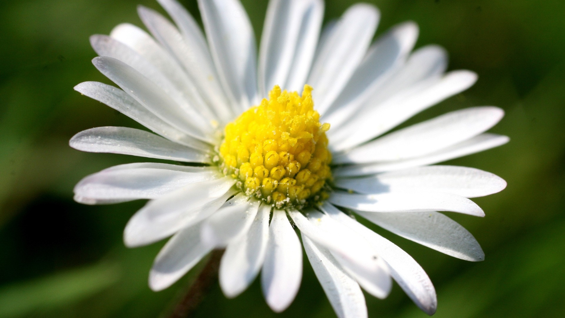 Marguerite Blanche en Fleurs Pendant la Journée. Wallpaper in 1920x1080 Resolution