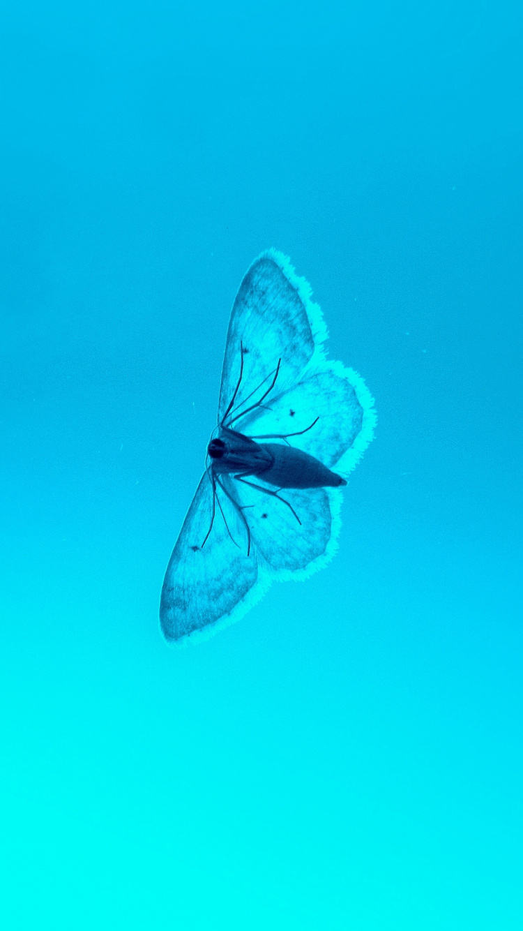 昆虫, 水上, 绿色的, Azure, 飞蛾和蝴蝶 壁纸 750x1334 允许