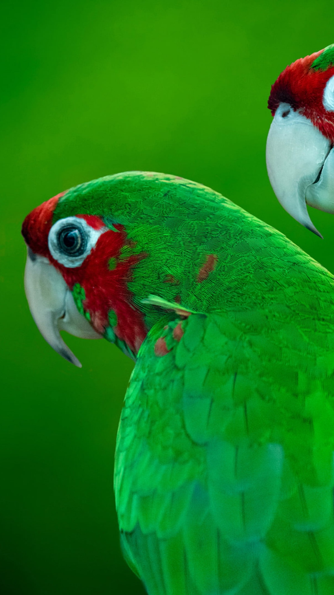 Green Cheeked Amazon Parakeet, Red-crowned Amazon, Birds, Green-cheeked Parakeet, Cockatiel. Wallpaper in 1080x1920 Resolution