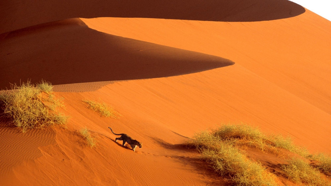 Person in Black Shirt and Pants Walking on Desert During Daytime. Wallpaper in 1280x720 Resolution