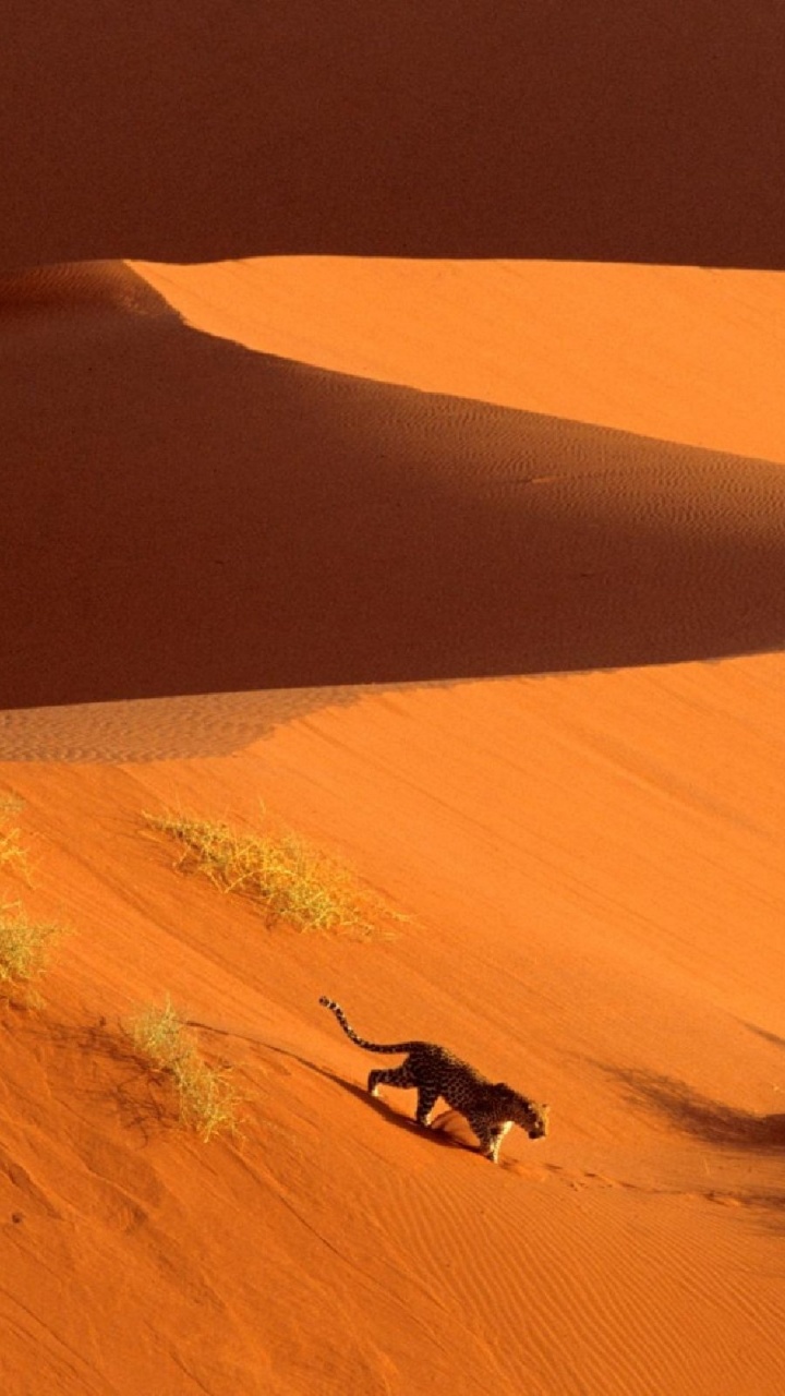 Person in Black Shirt and Pants Walking on Desert During Daytime. Wallpaper in 720x1280 Resolution