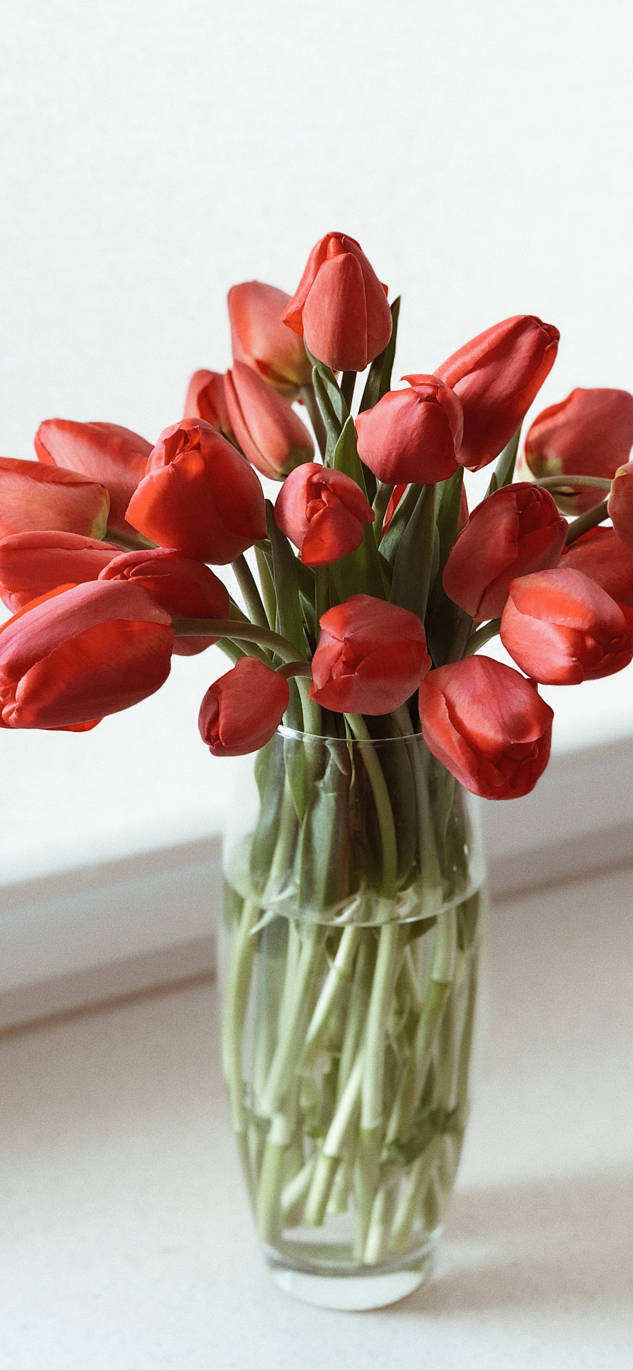 Les Fleurs Coupées, Design Floral, la Floraison de la Plante, Vase, Tulip. Wallpaper in 1242x2688 Resolution