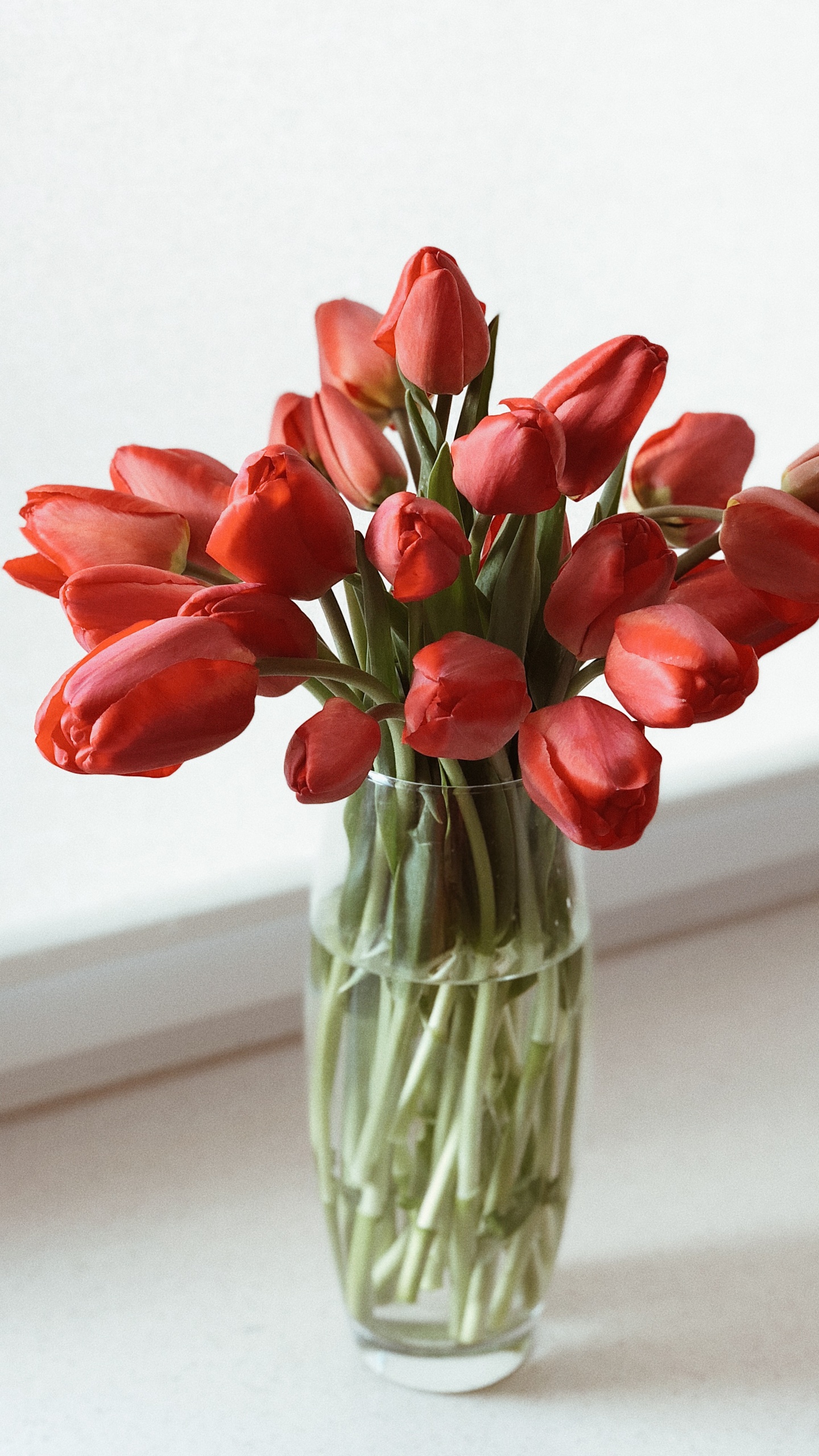Les Fleurs Coupées, Design Floral, la Floraison de la Plante, Vase, Tulip. Wallpaper in 1440x2560 Resolution