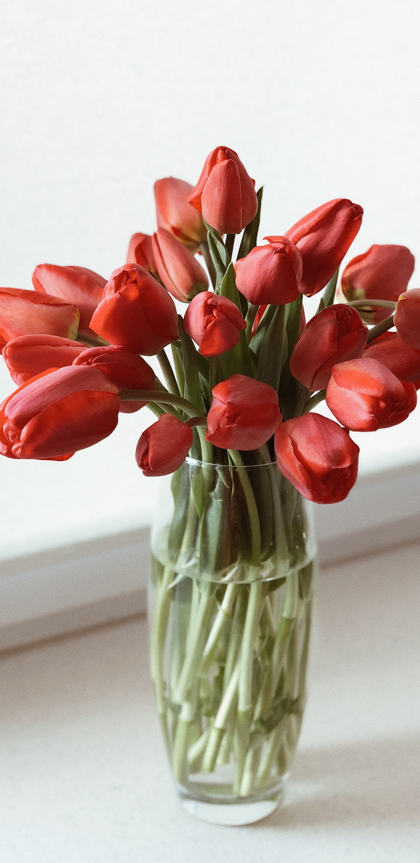 Les Fleurs Coupées, Design Floral, la Floraison de la Plante, Vase, Tulip. Wallpaper in 1440x2960 Resolution