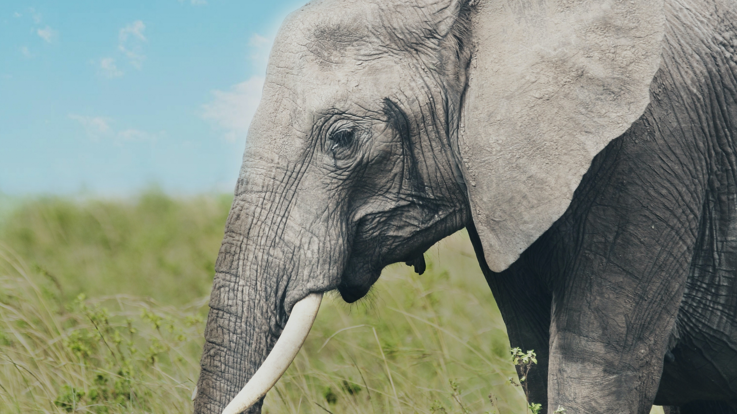 Elephants Trunk, African Bush Elephant, Elephant, Lion, Cloud. Wallpaper in 2560x1440 Resolution