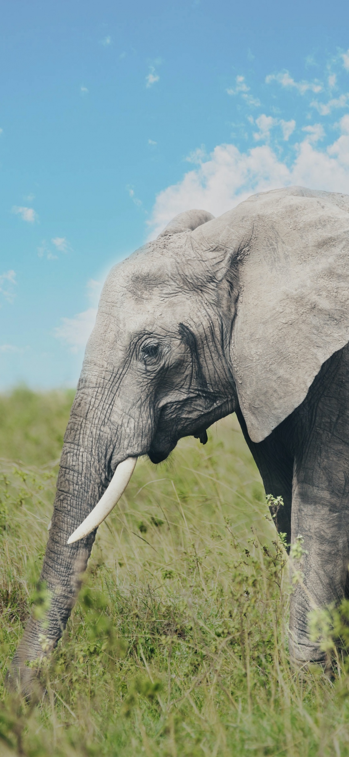 Trompa de Elefante, Elefante Africano de Sabana, Leones, el Elefante Africano, Paisaje Natural. Wallpaper in 1125x2436 Resolution