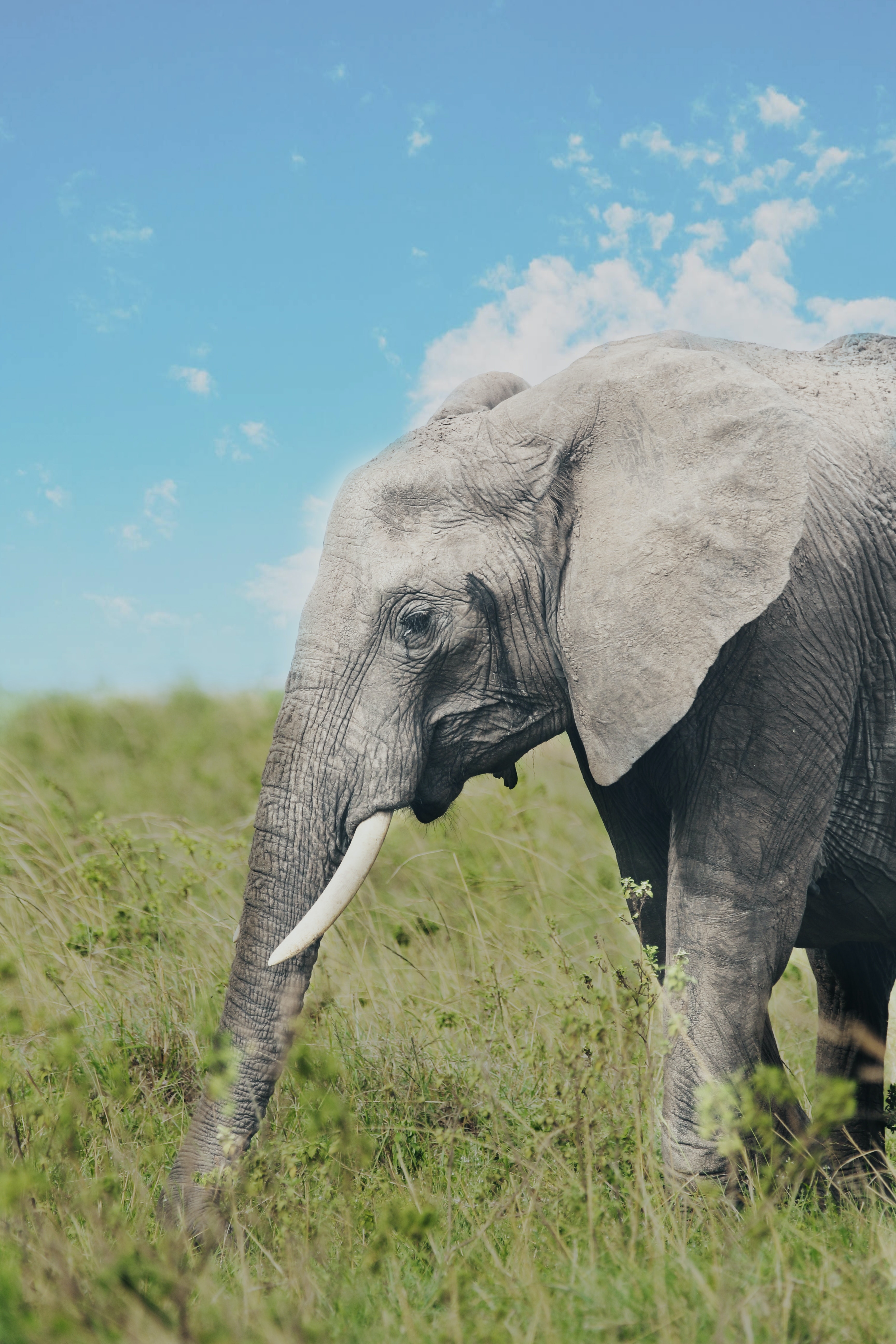 Fondos de Pantalla Trompa de Elefante, Elefante Africano de Sabana, Leones,  el Elefante Africano, Paisaje Natural, Imágenes y Fotos Gratis