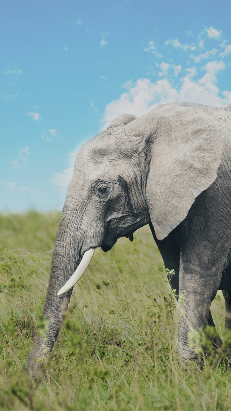 Trompe D'éléphants, Éléphant de Savane D'afrique, Lion, L'éléphant D'afrique, Paysage Naturel. Wallpaper in 750x1334 Resolution