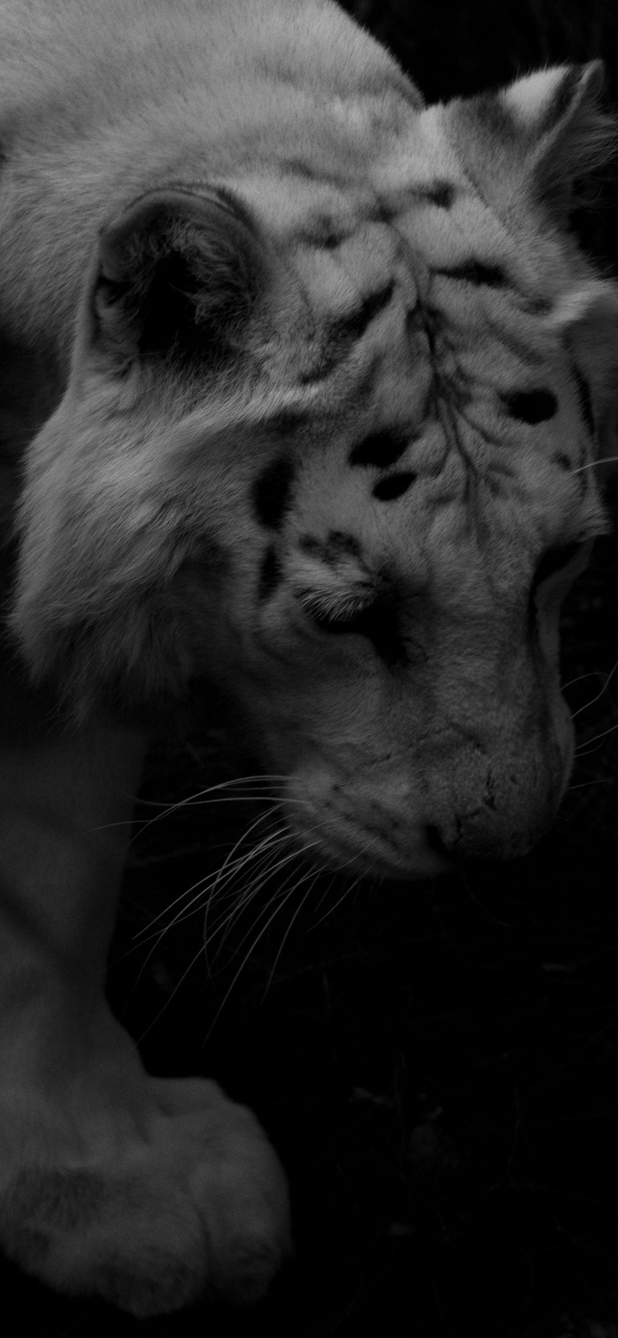 Graustufenfoto Des Weißen Tigers. Wallpaper in 1242x2688 Resolution