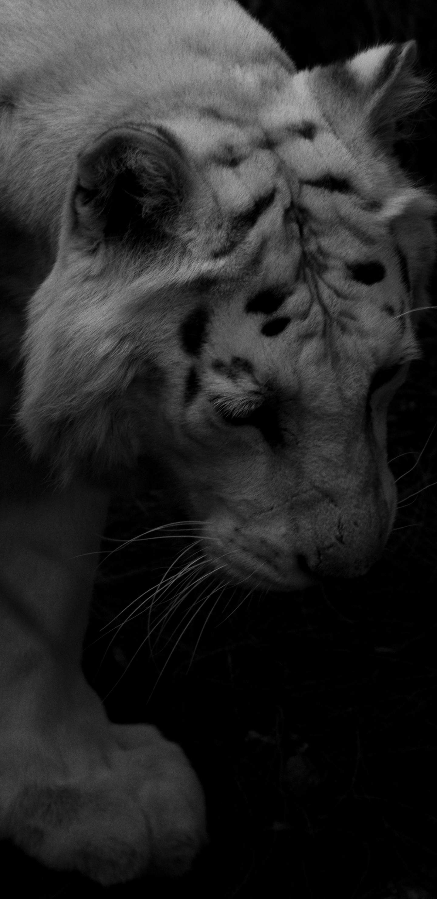 Graustufenfoto Des Weißen Tigers. Wallpaper in 1440x2960 Resolution